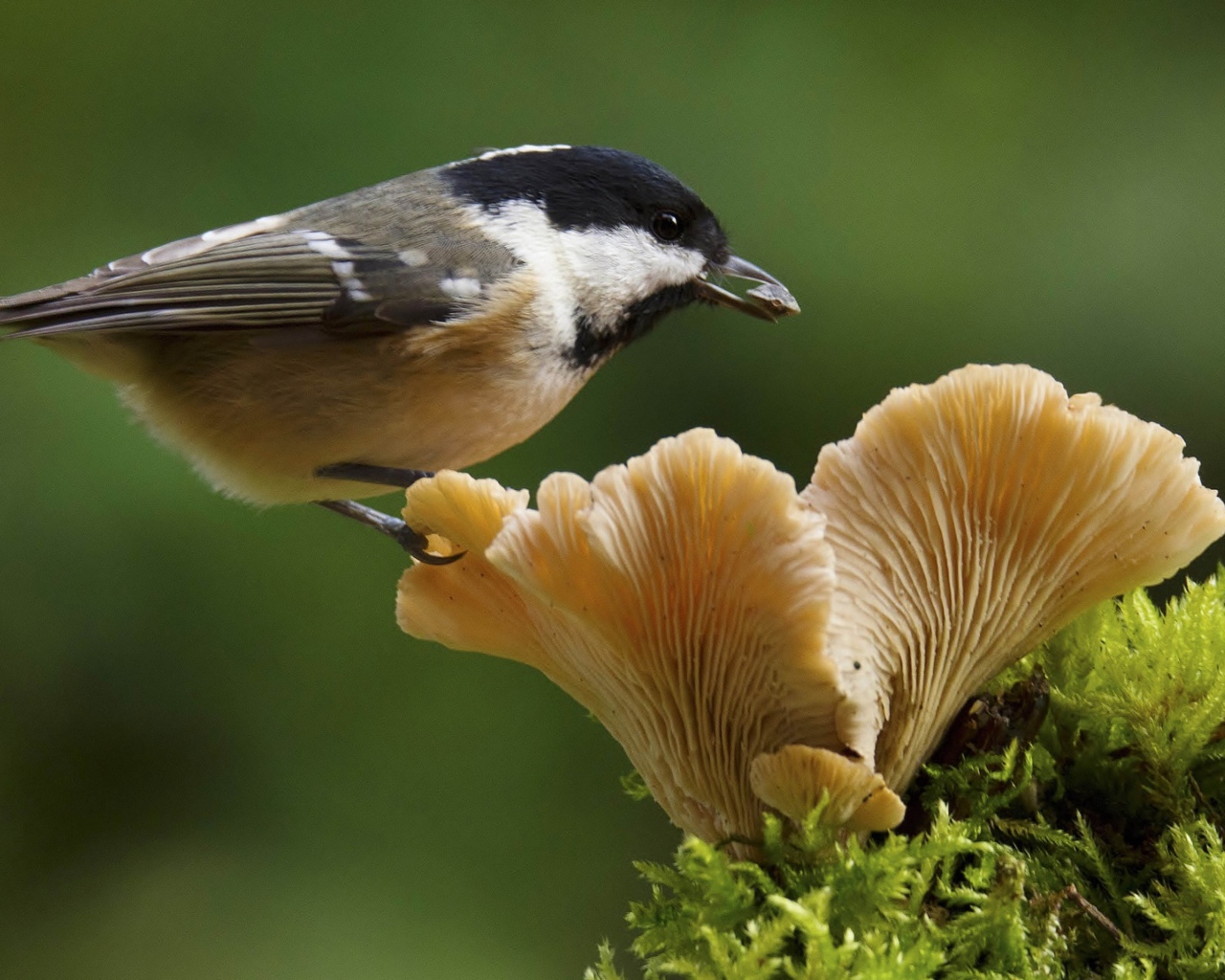 Маленькая синица сидит на грибе
