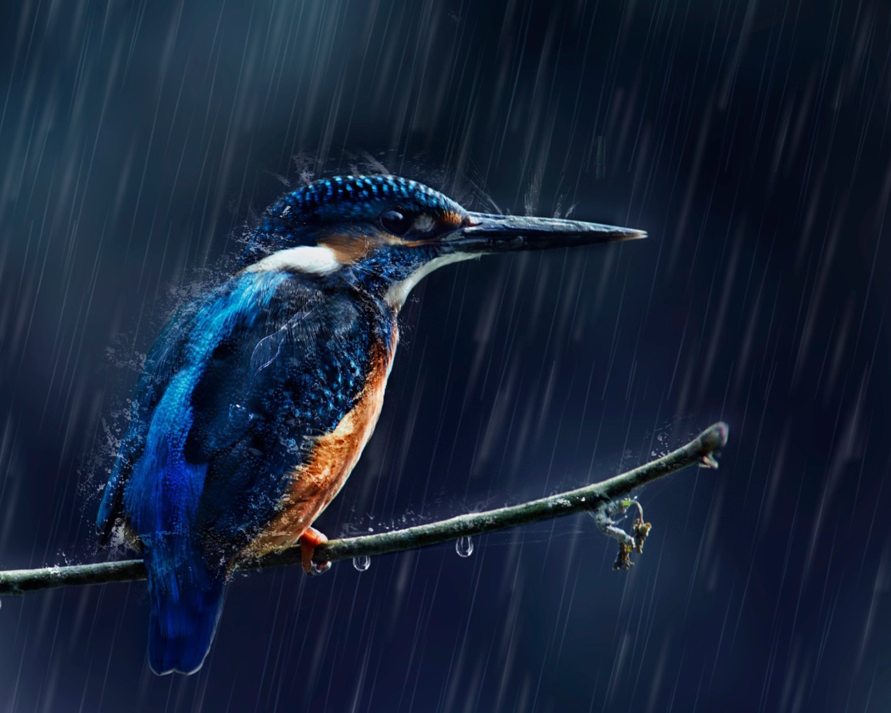 Маленькая птица зимородок на ветке под дождем