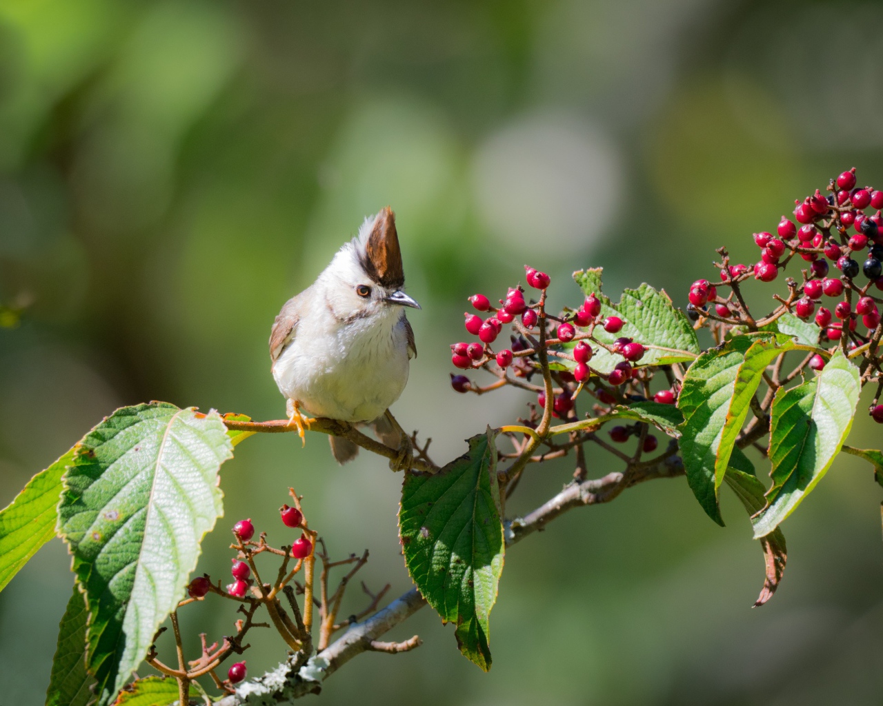 Маленькая птичка на ветке с красными ягодами