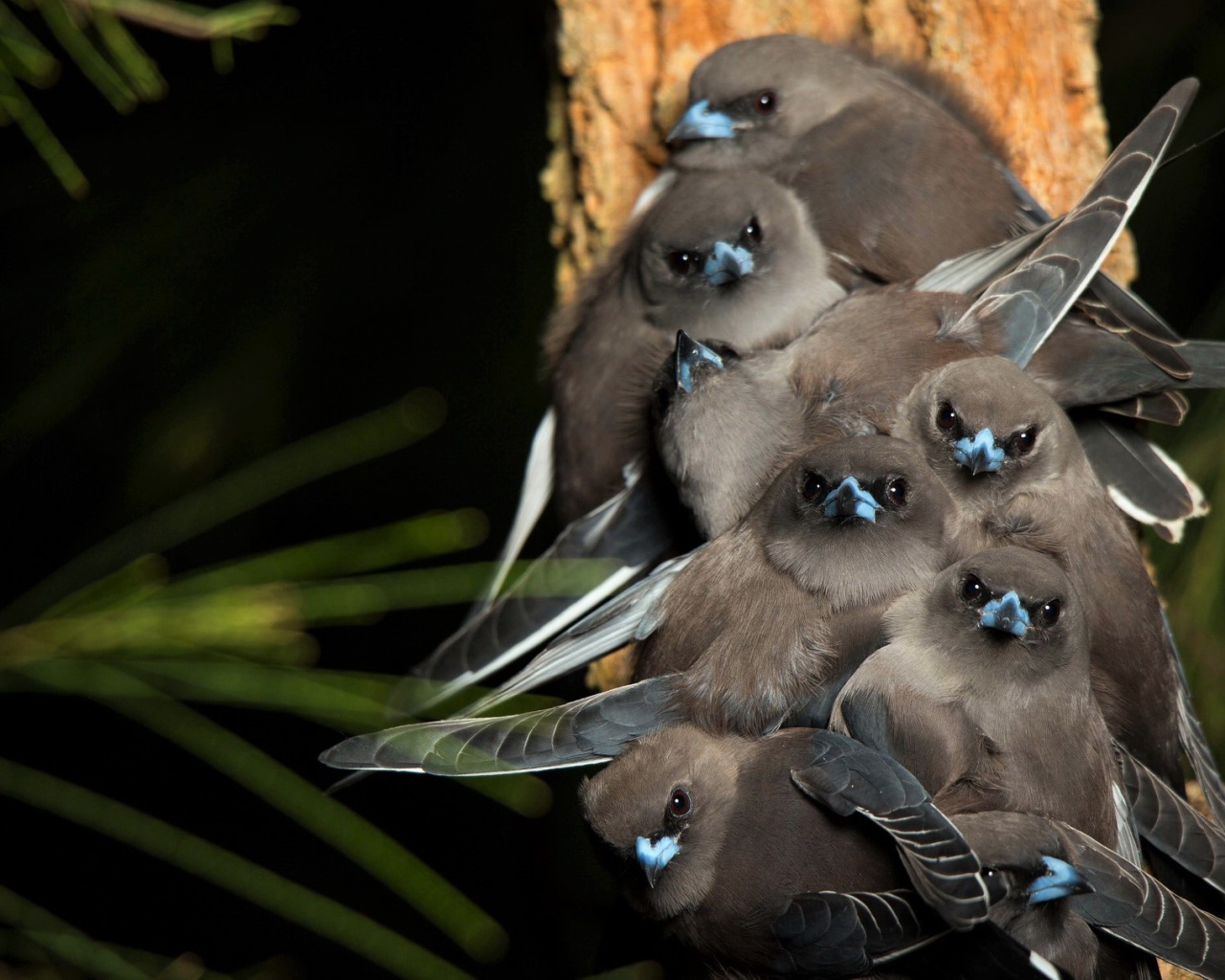Маленькие птички породы Серый юнко сидят на ветке