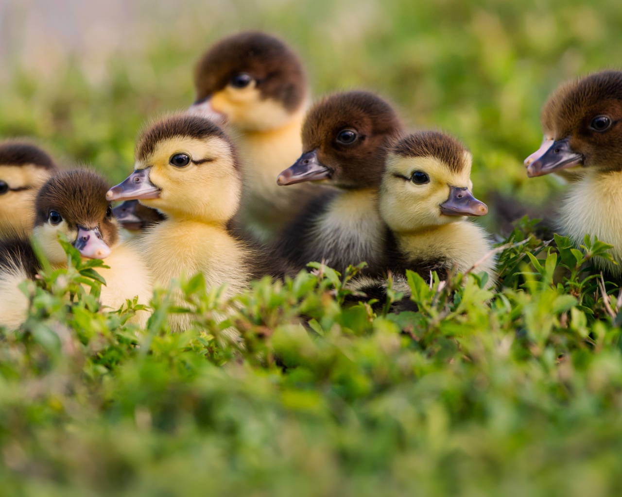 Маленькие милые утята в зеленой траве