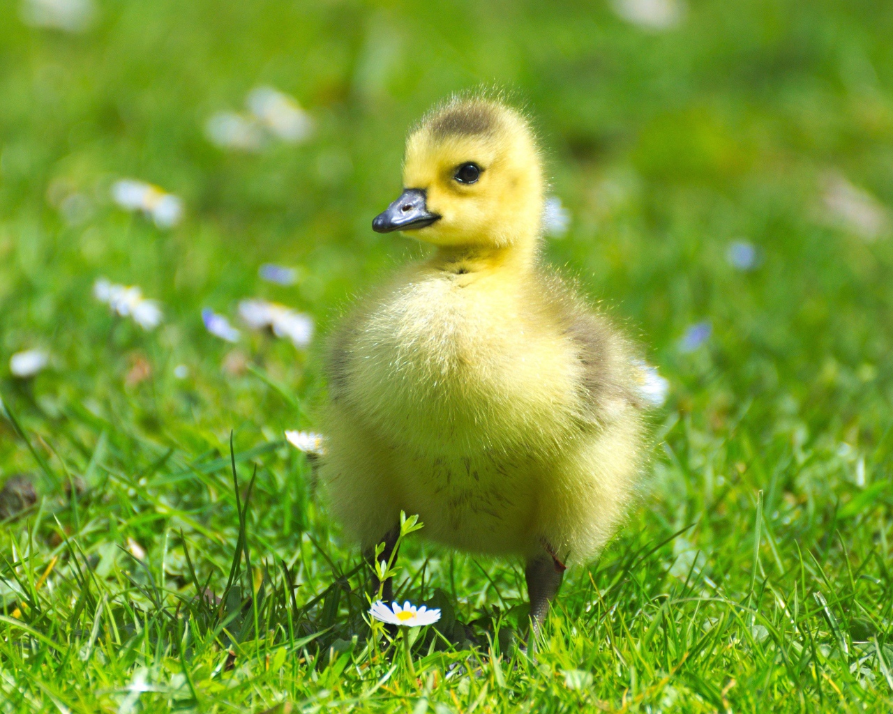 Маленький милый гусенок на зеленой траве