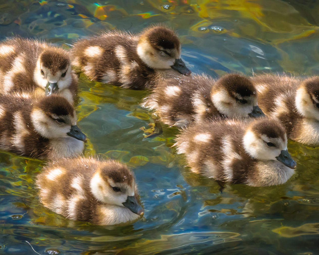 Маленькие утята плывут по воде