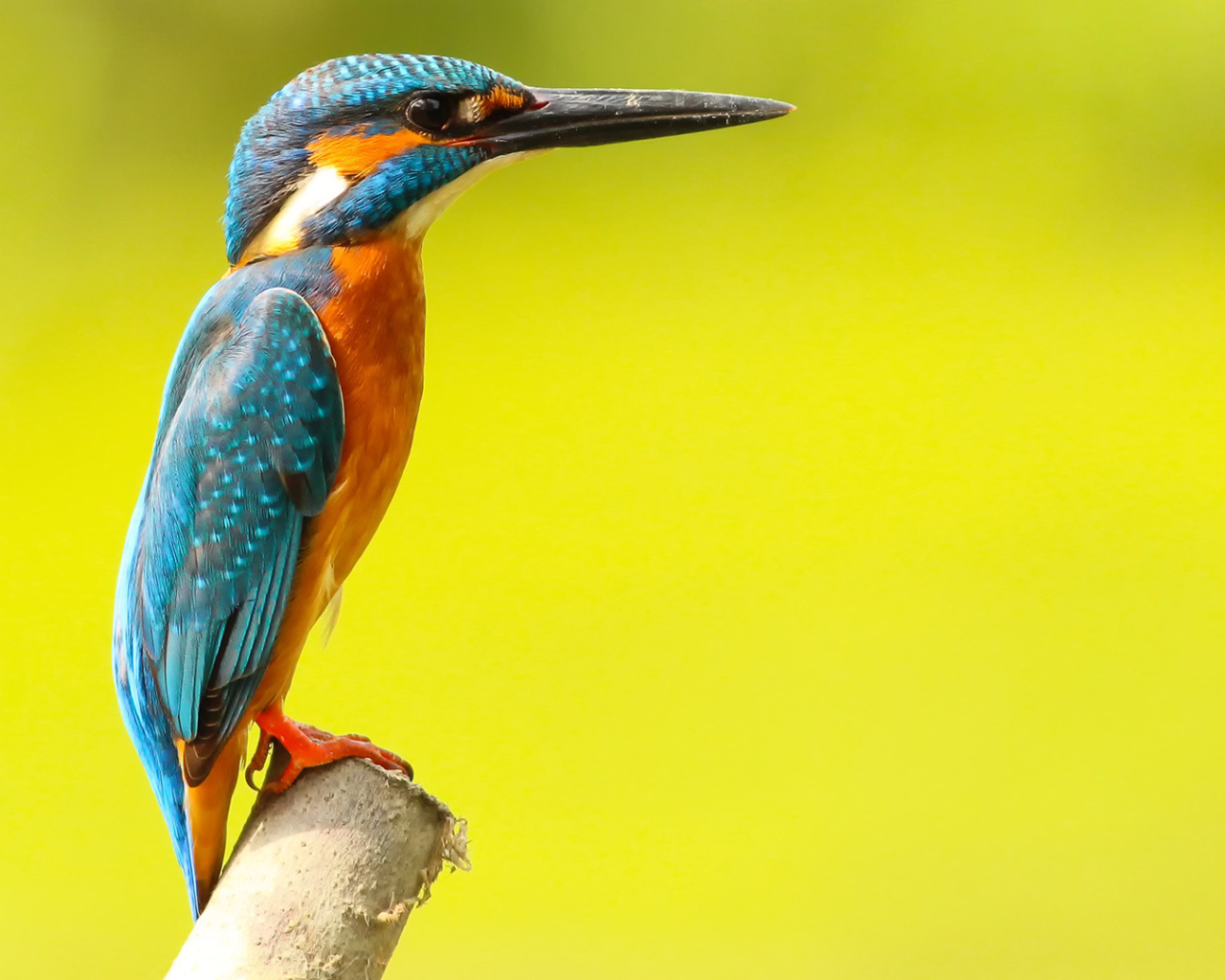 Разноцветная птица зимородок на желтом фоне