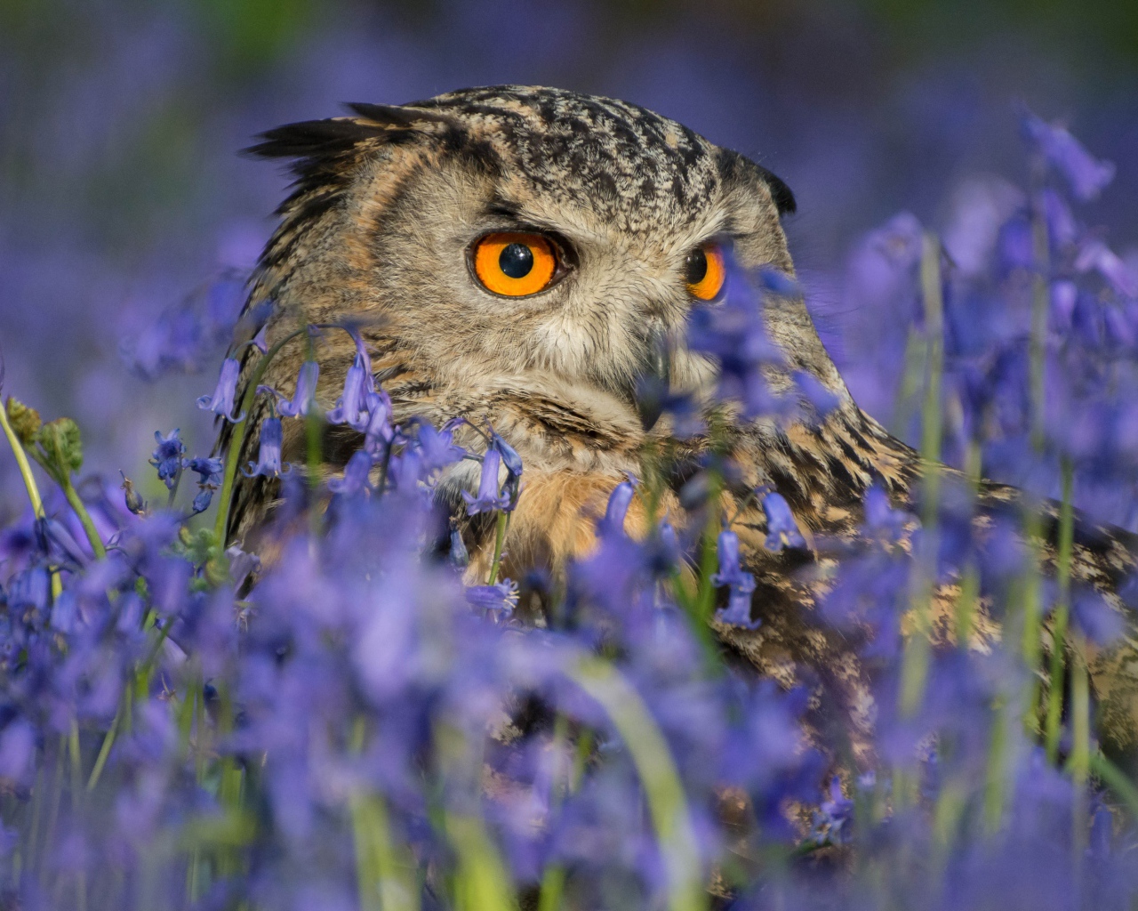 Сова спряталась в голубых полевых цветах 