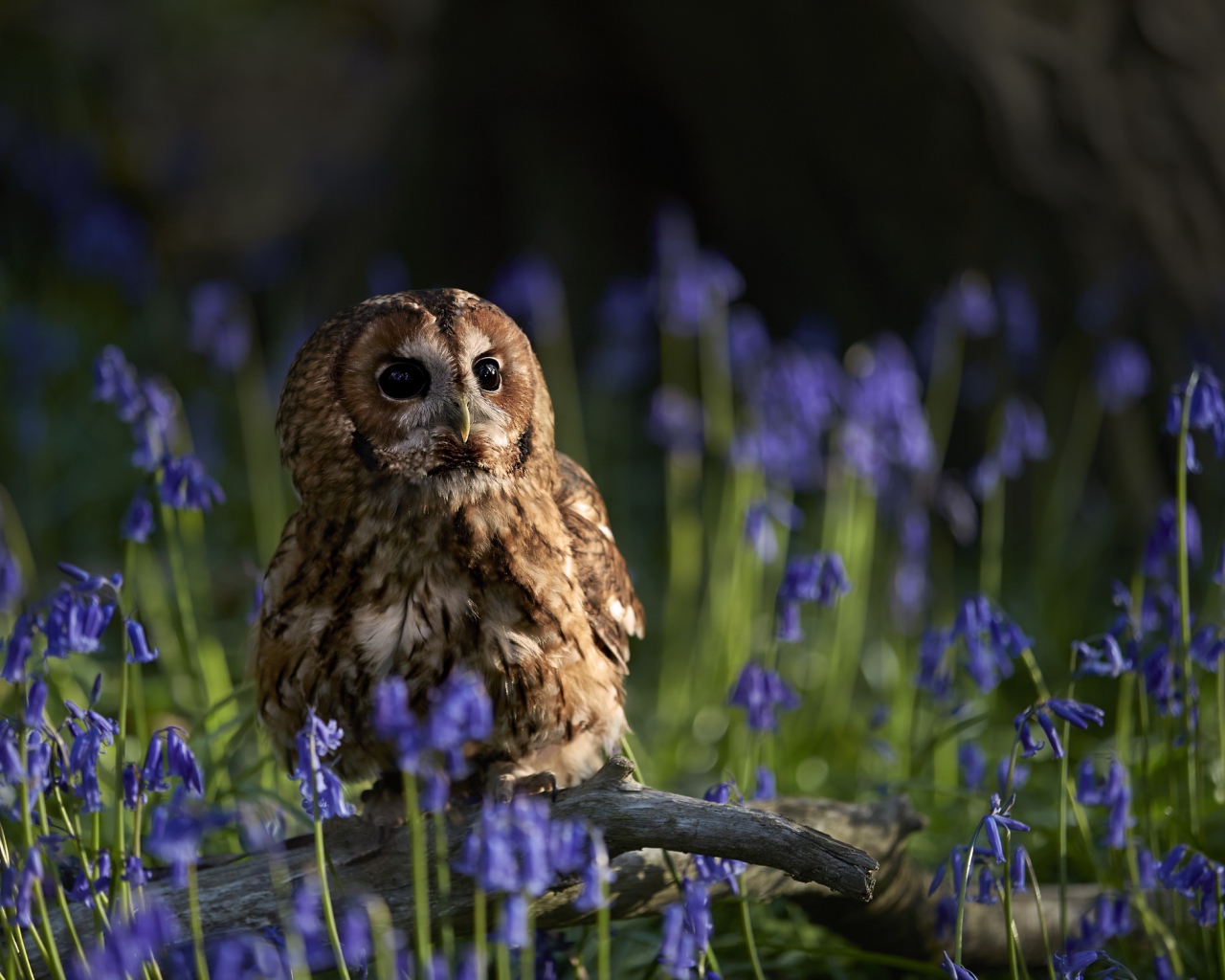 Сова сидит на сухой коряге среди голубых весенних цветов 