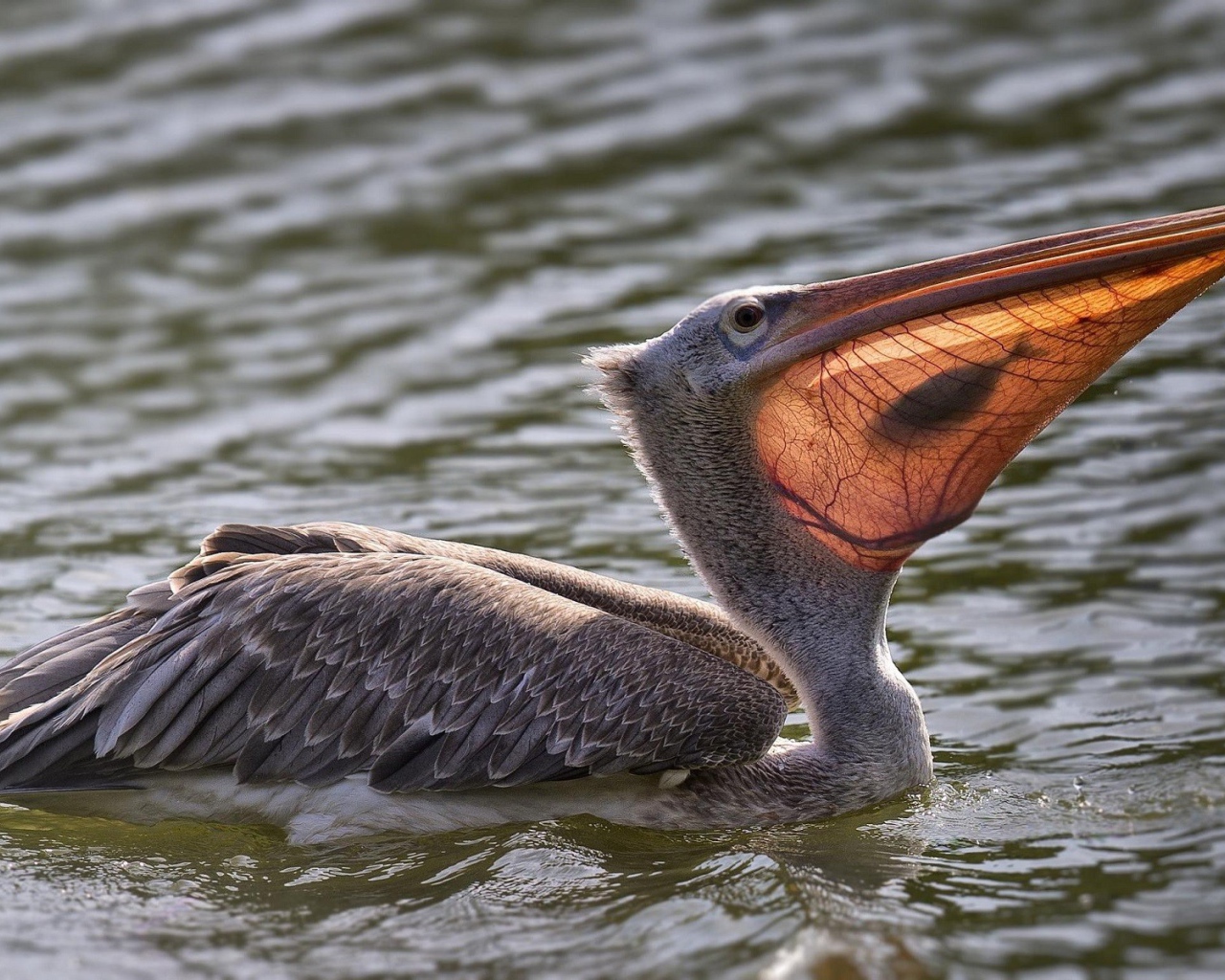 Пеликан с рыбой в клюве в воде 