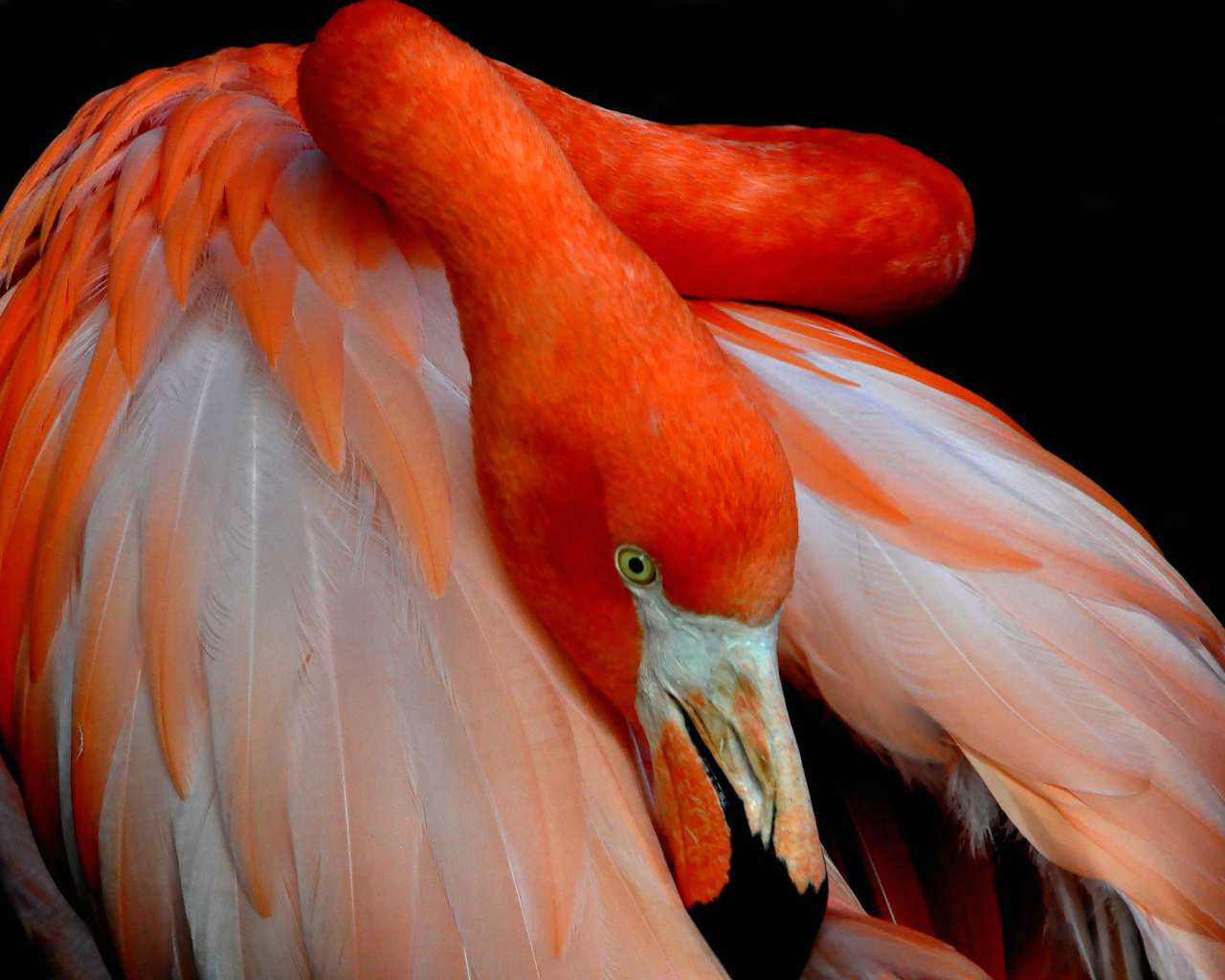 Розовый фламинго прячет голову под крыло 