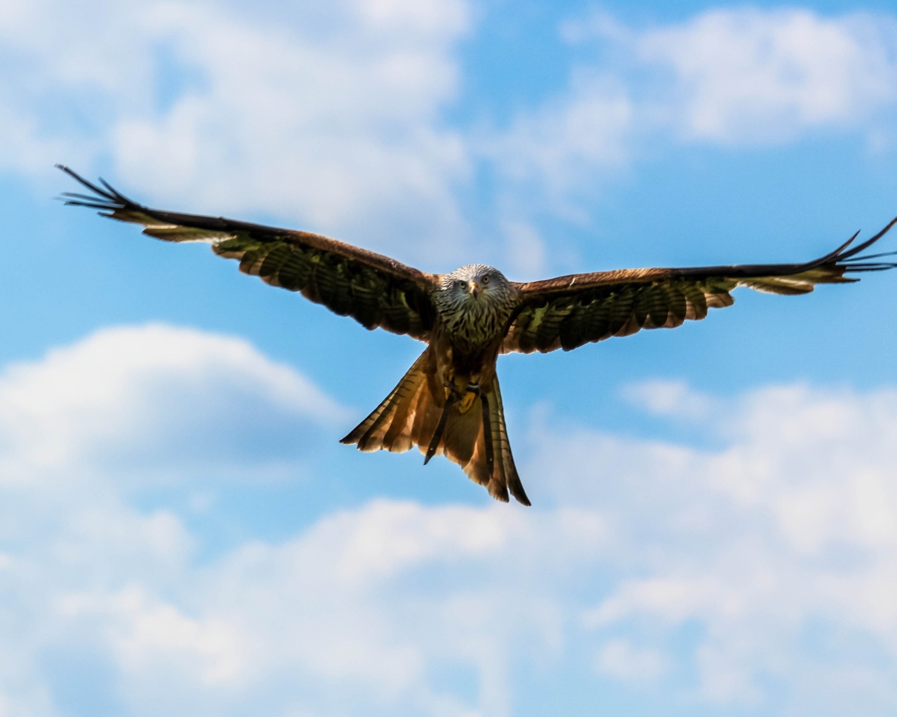 Хищная птица сапсан летит в небе