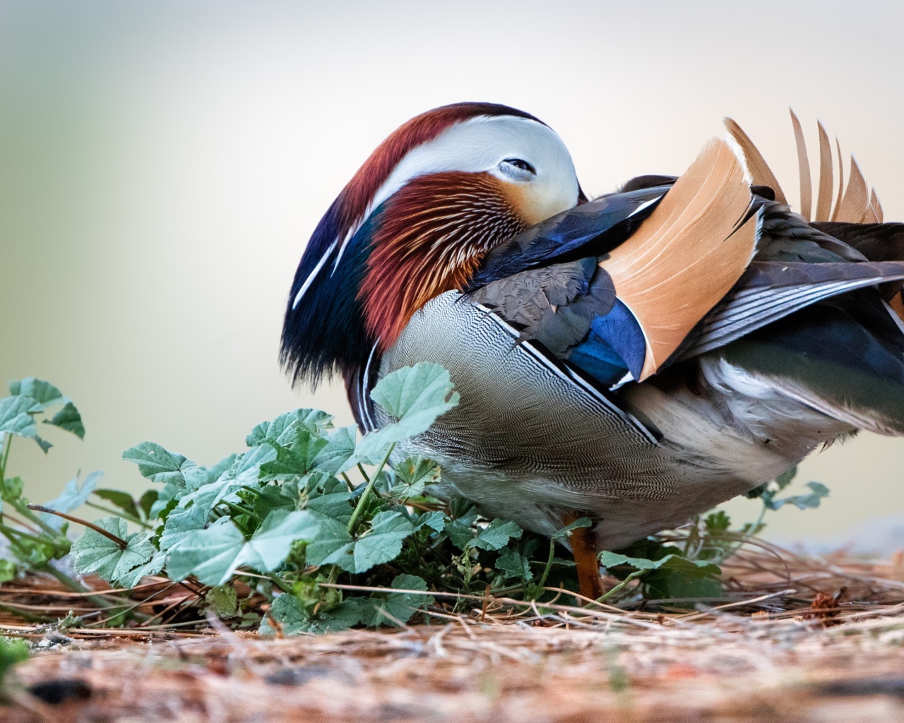 Спящая разноцветная уточка мандаринка 