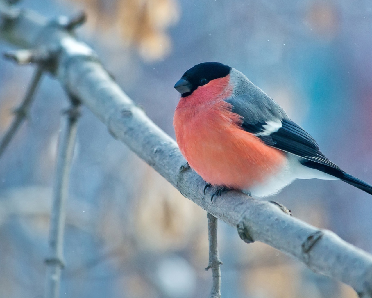Маленький снегирь на ветке 