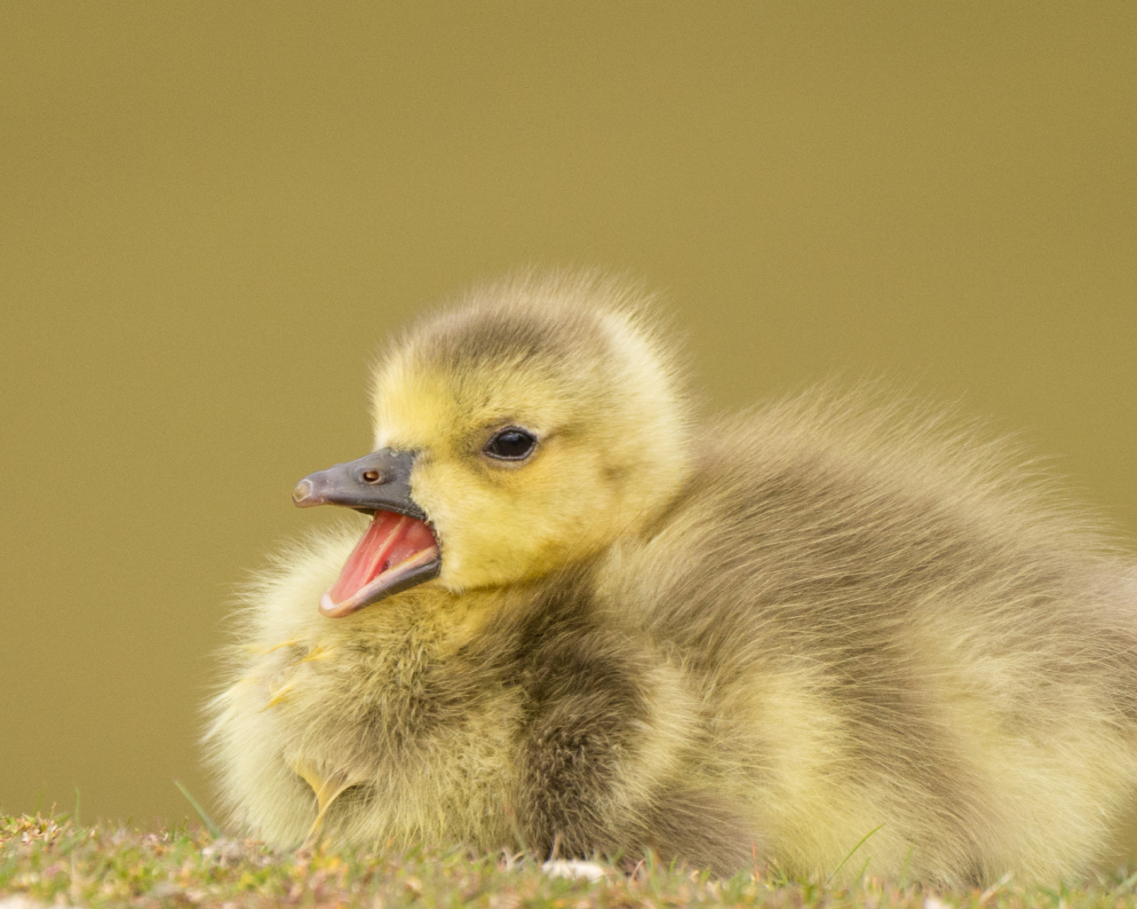 Маленький утенок с открытым клювом