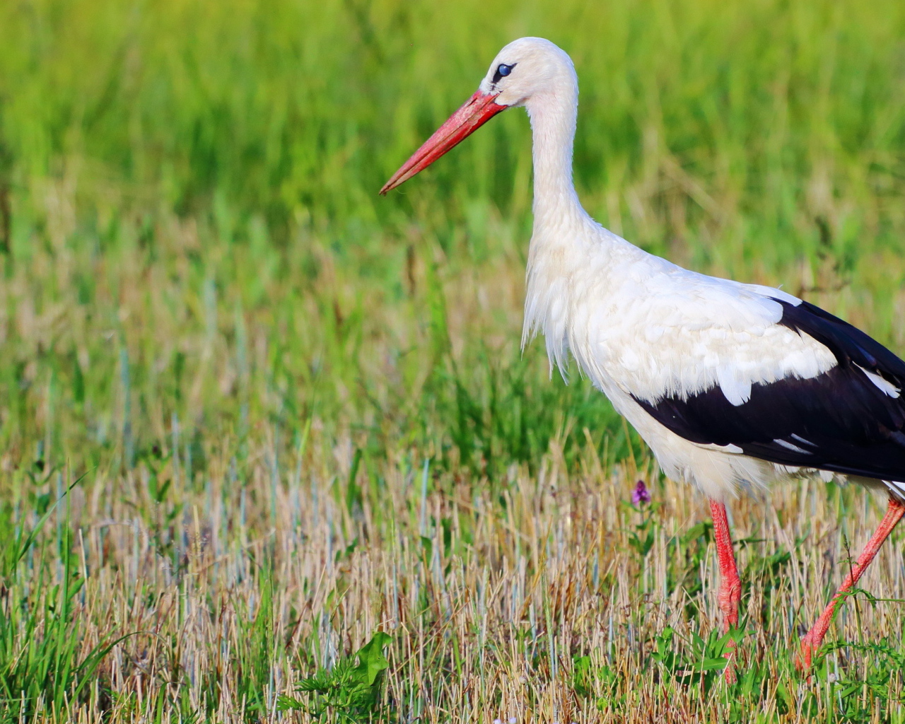 Аист в траве 