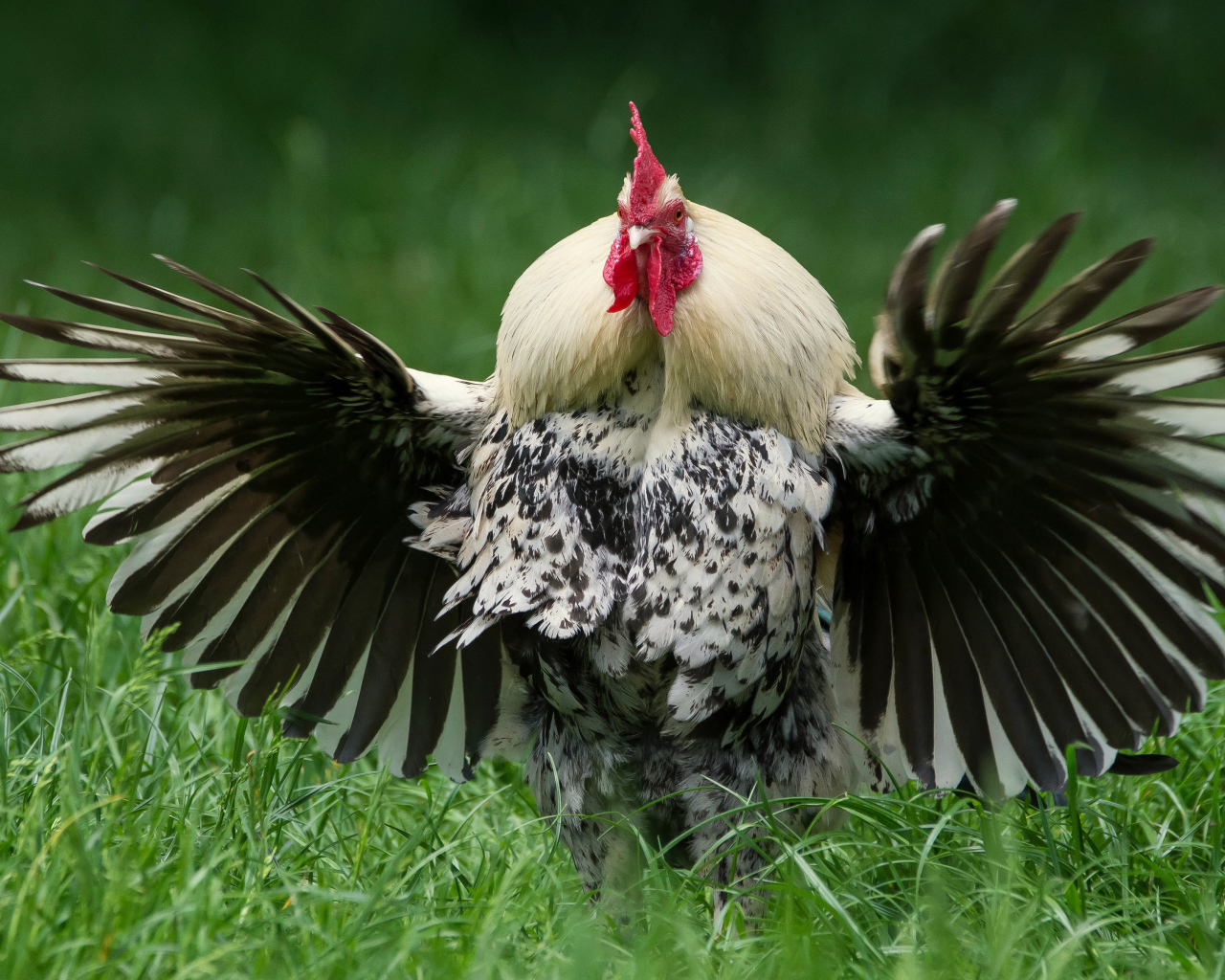 Большой петух расправил крылья
