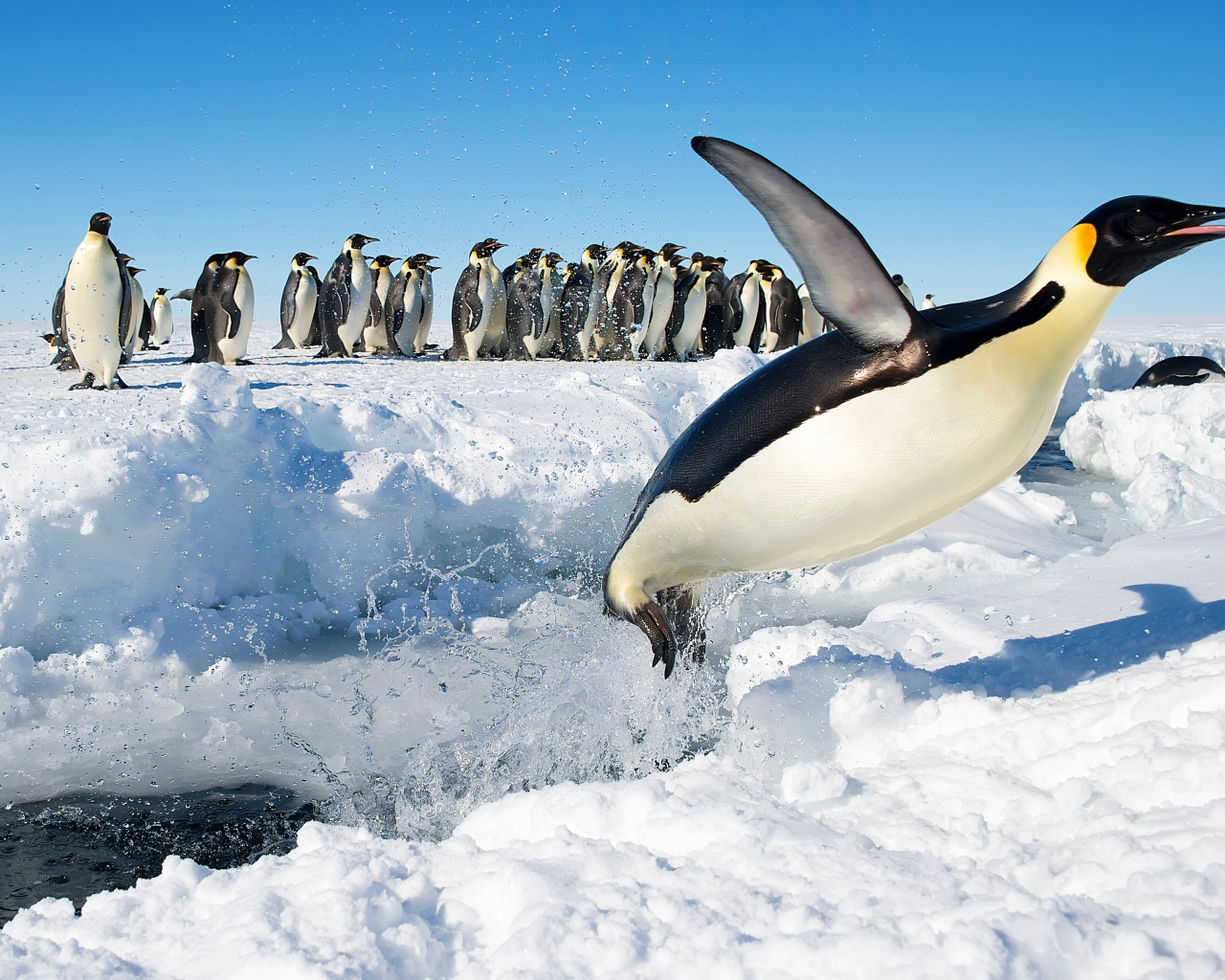 Королевский пингвин выпрыгивает из воды на снег