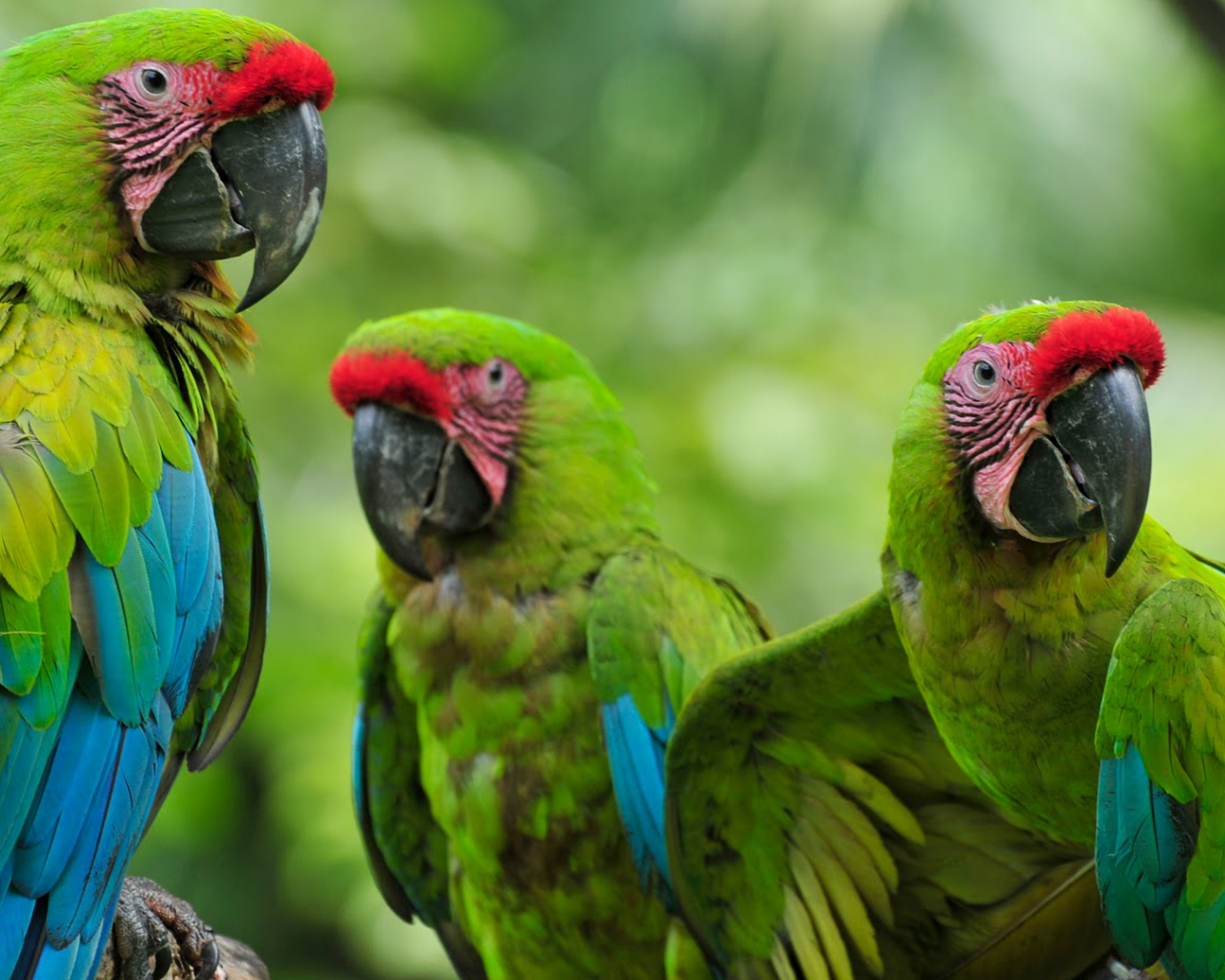 Три зеленых малый солдатских ара на ветке 