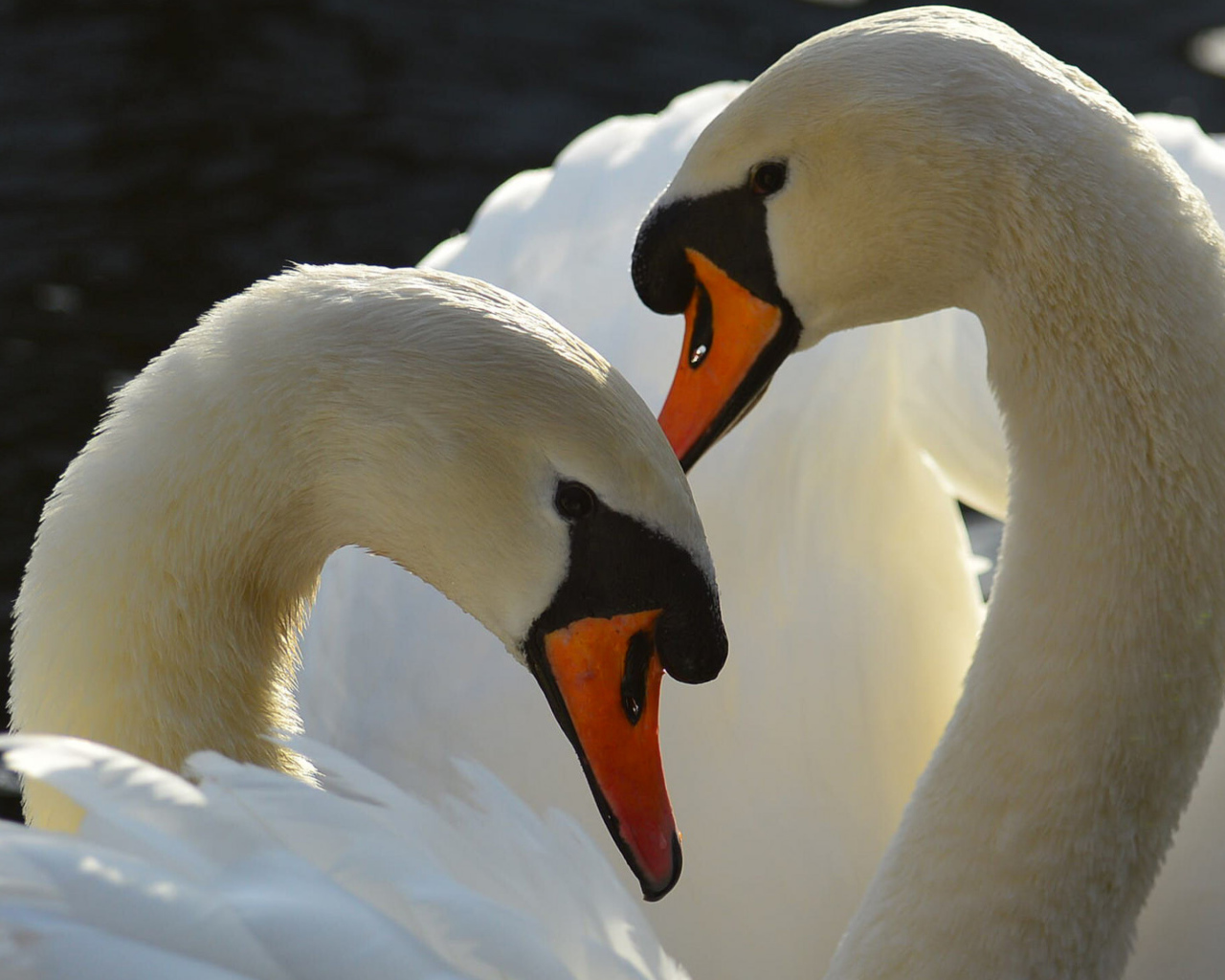 Два больших белых лебедя