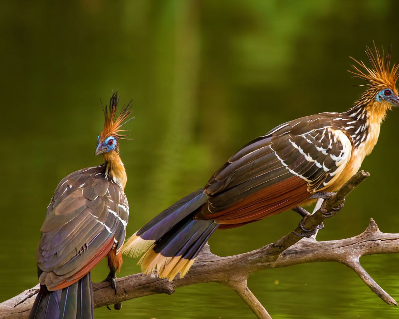 Две забавные тропические птицы Гоацин на ветке 