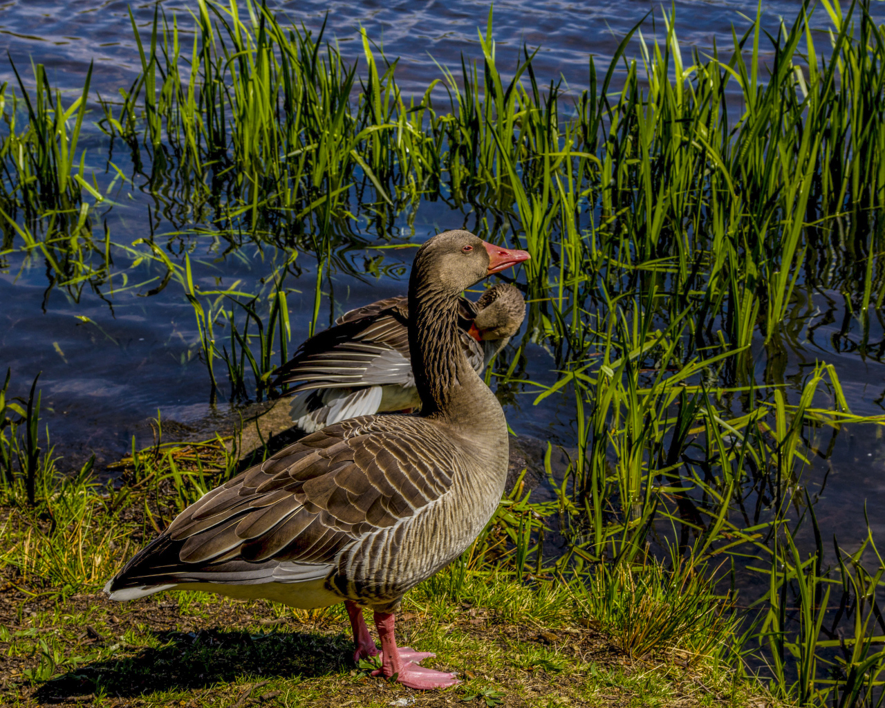 Два больших серых гуся у водоема