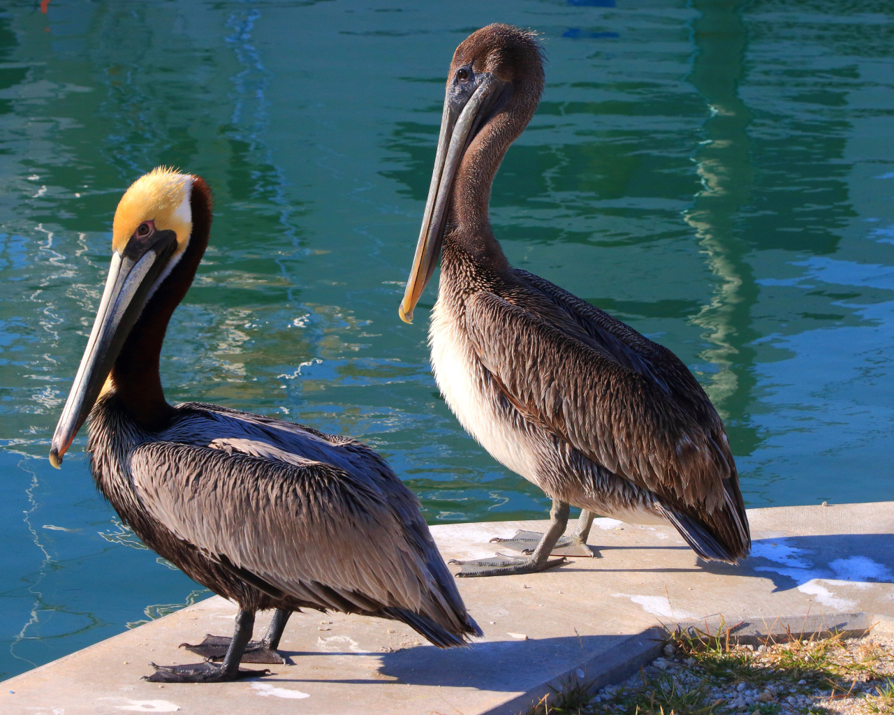 Два больших серых пеликана стоят у воды