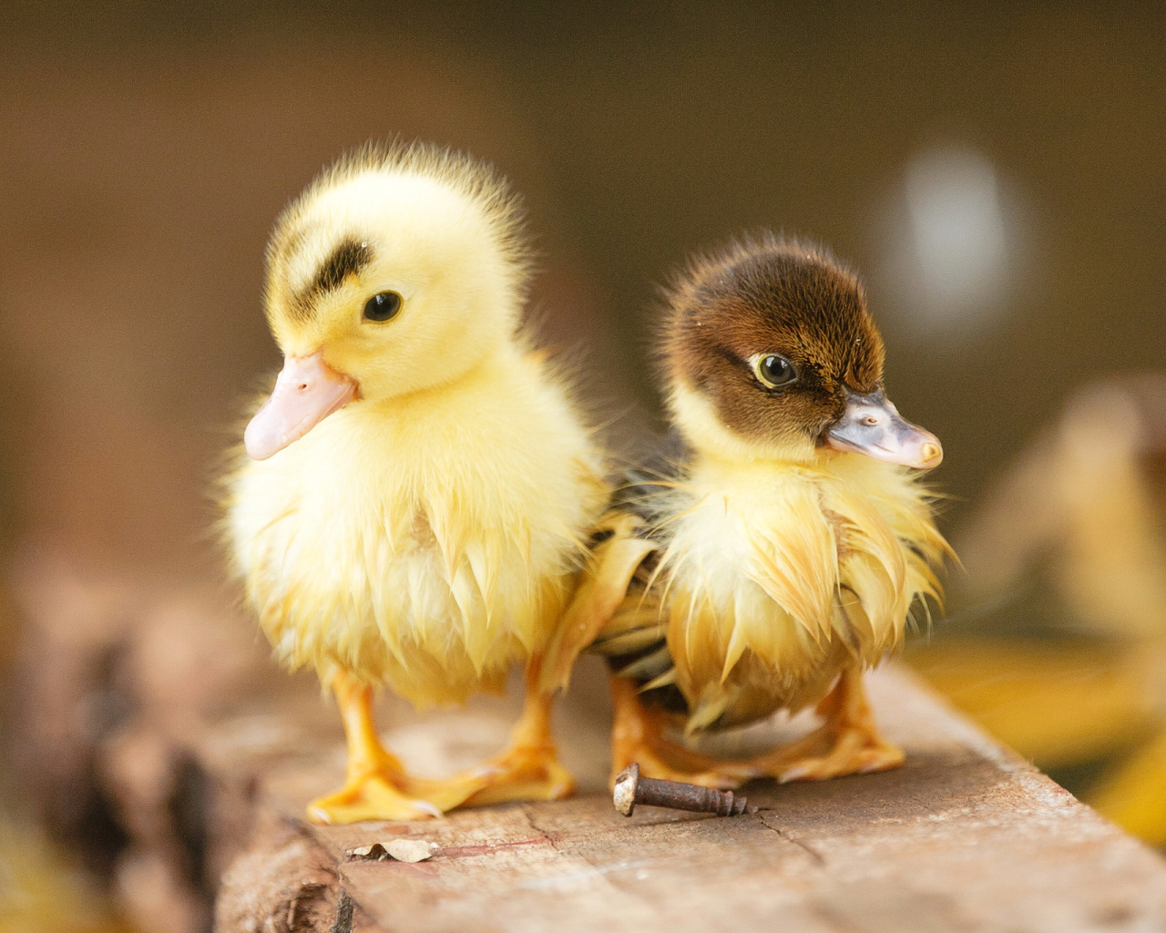 Два маленьких милых мокрых утенка