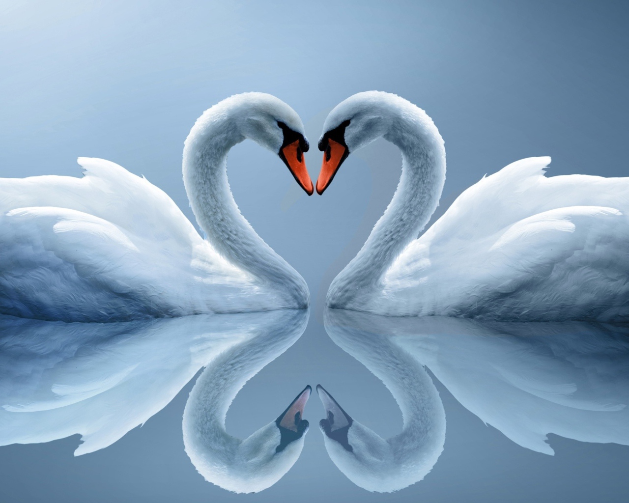 Два влюбленных белых лебедя отражаются в воде 
