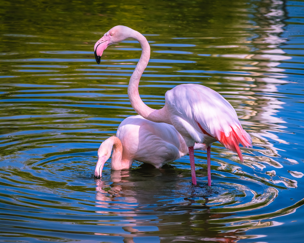 Два розовых фламинго купаются в воде