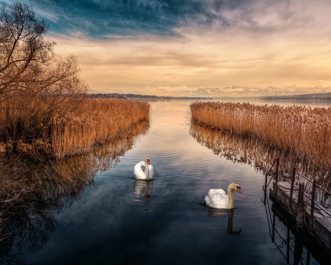 Два белых лебедя плывут по реке 