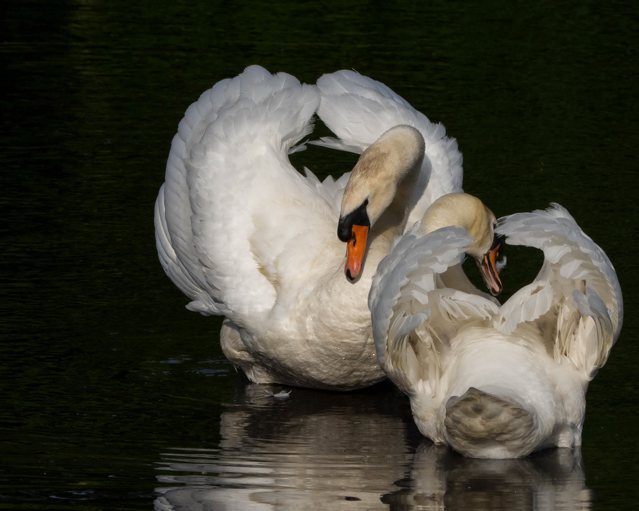 Два белых лебедя в водоеме