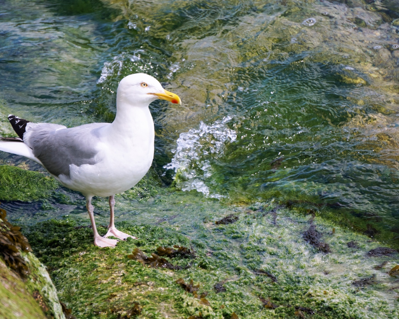 Белая чайка стоит на камне у воды 