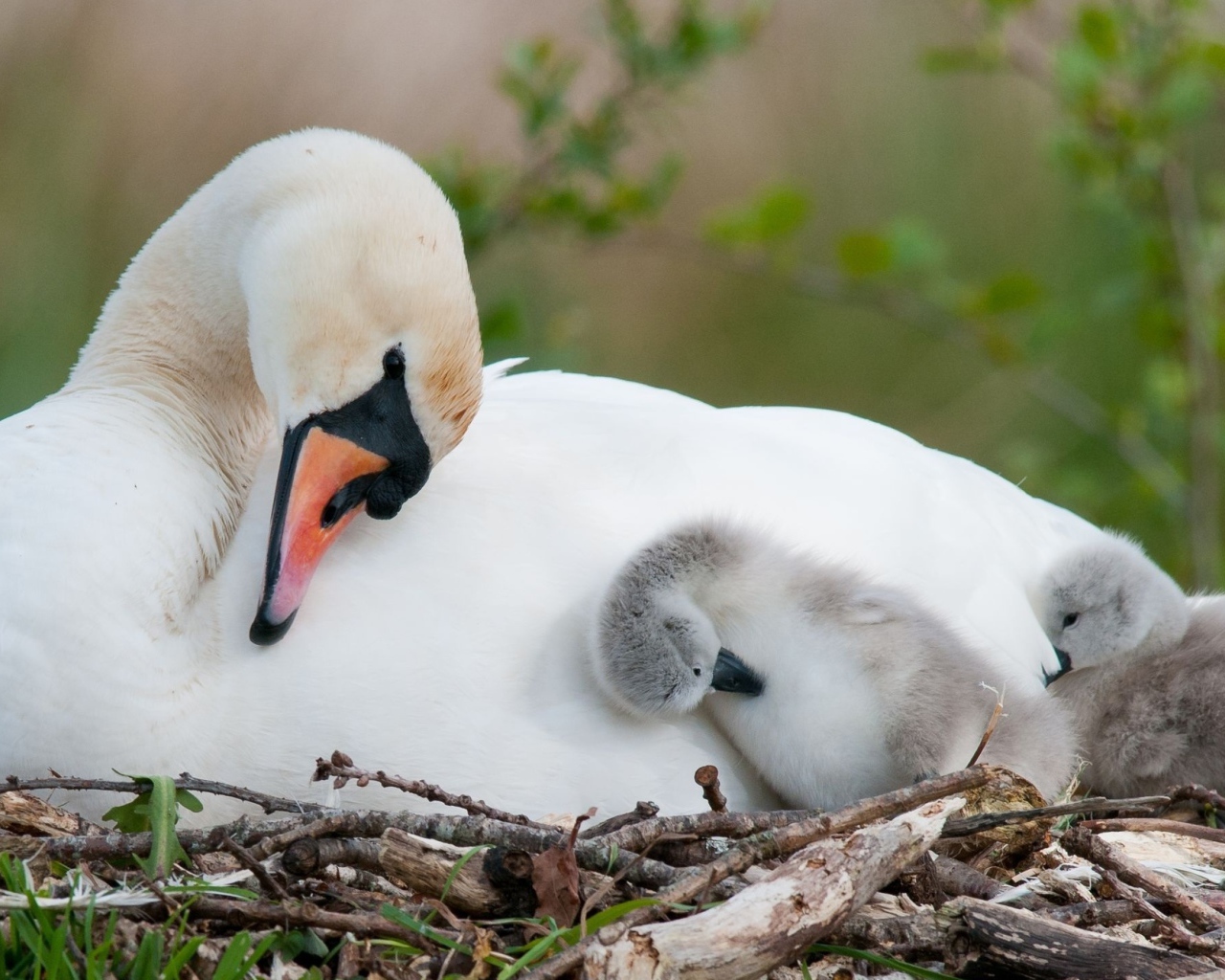 Белый лебедь в гнезде с маленькими птенцами 