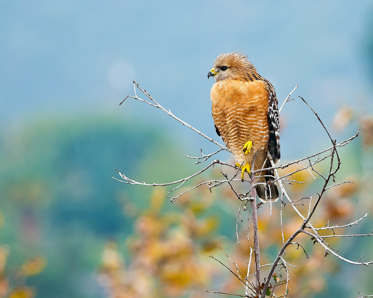 Желтый хищный ястреб сидит на ветке 