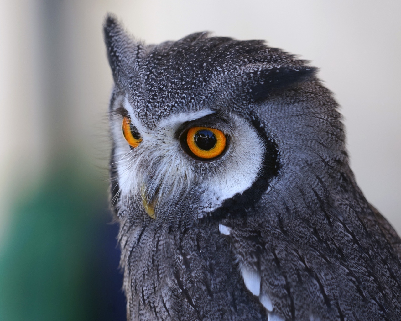 Большая серая сова с большими желтыми глазами 