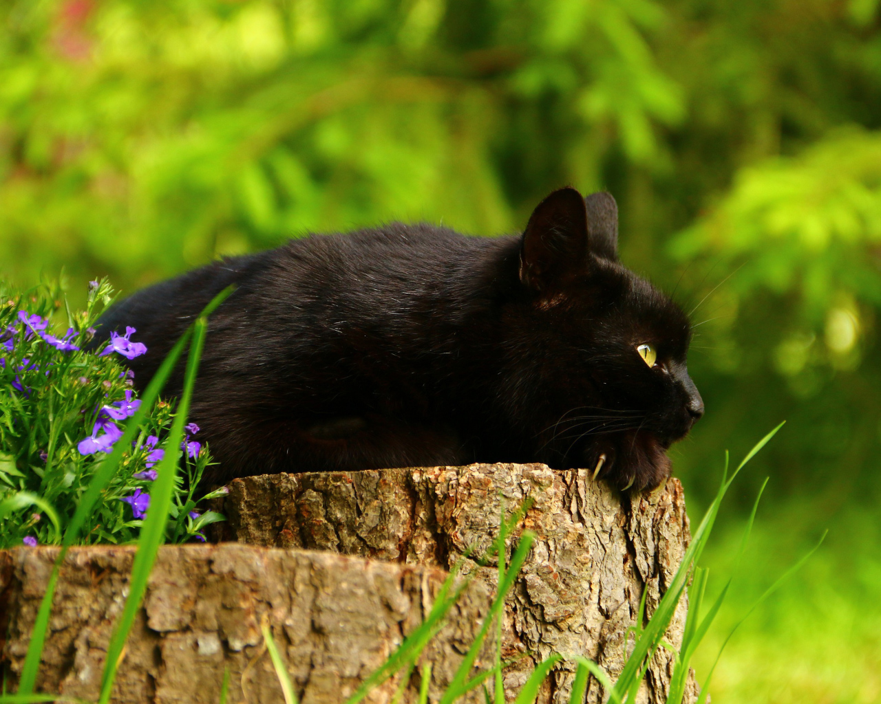 Красивый черный кот лежит на пне 