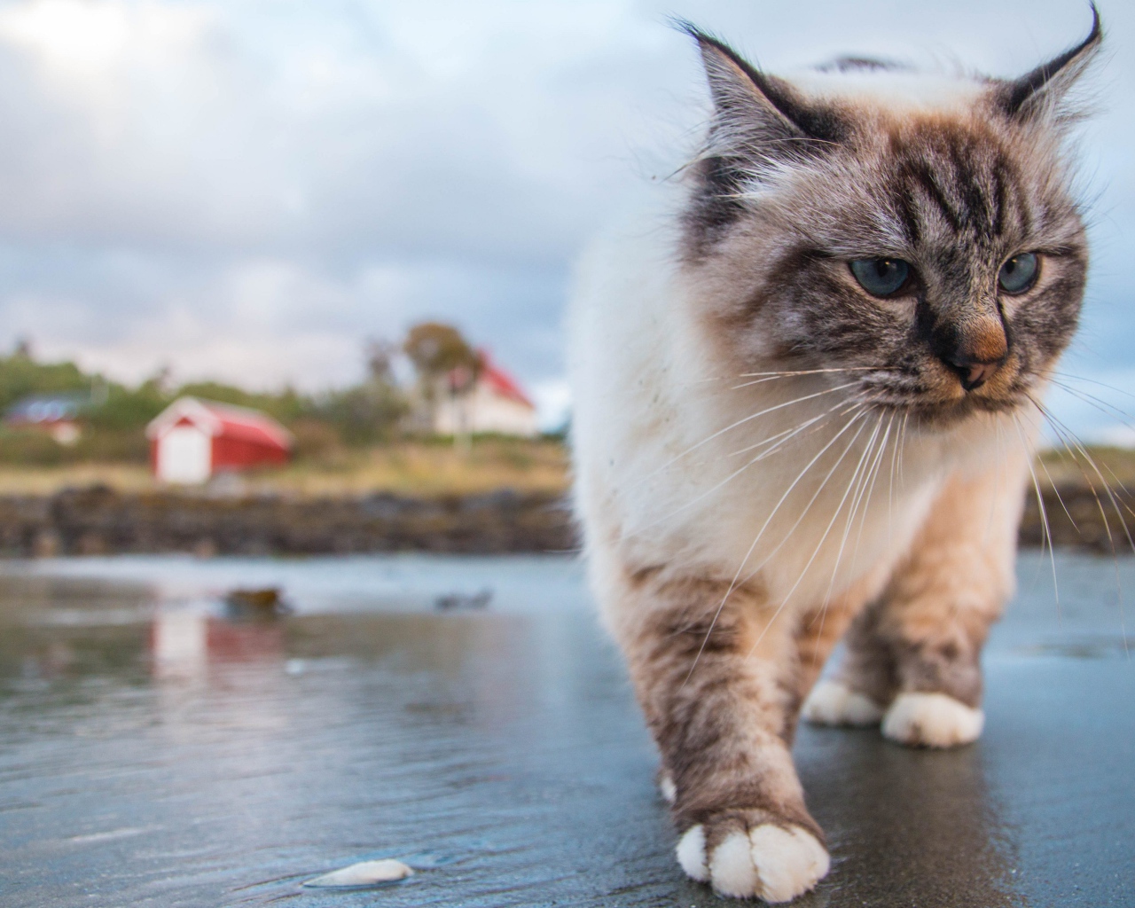 Красивый голубоглазый кот идет по мокрой земле 