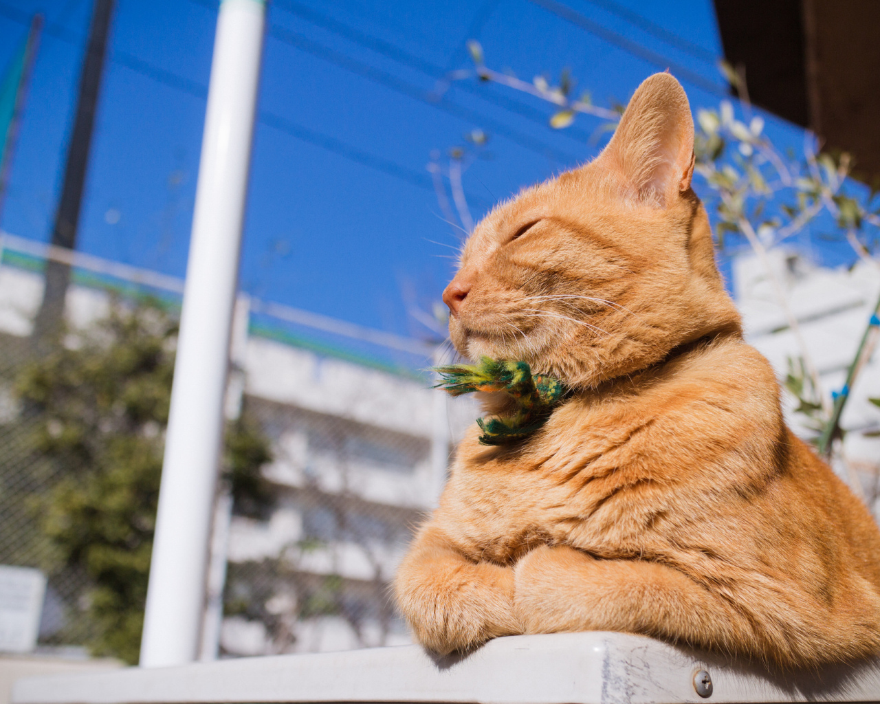 Красивый рыжий кот греется на солнце