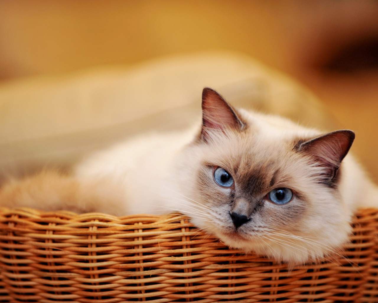 Голубоглазый красивый кот лежит в плетеной корзине