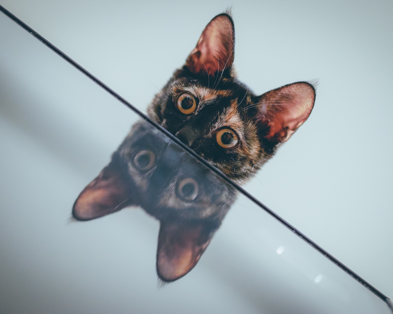 Любопытный кот отражается в поверхности стола