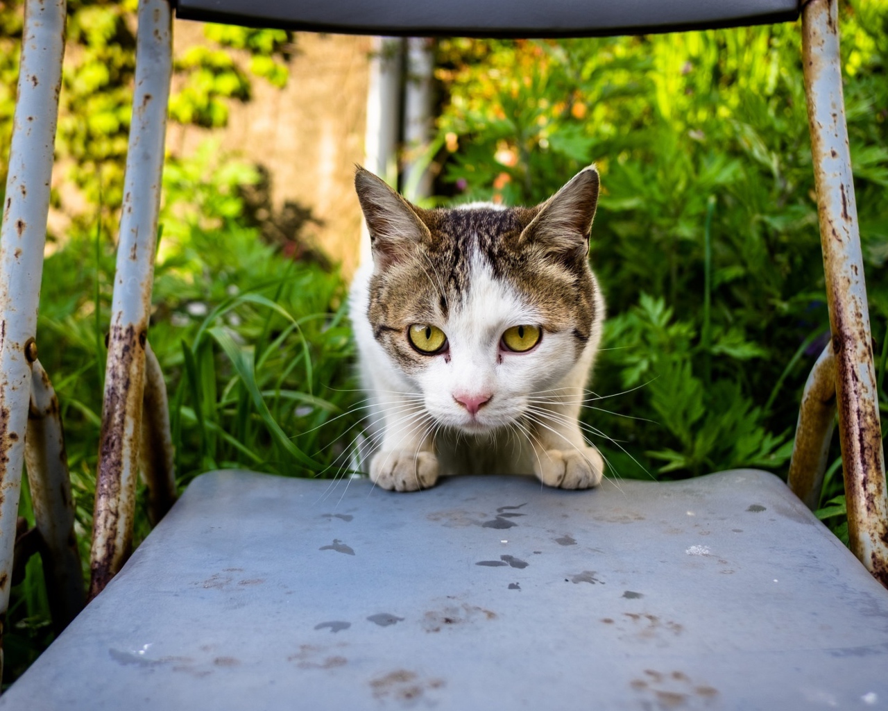 Испуганная кошка сидит на стуле
