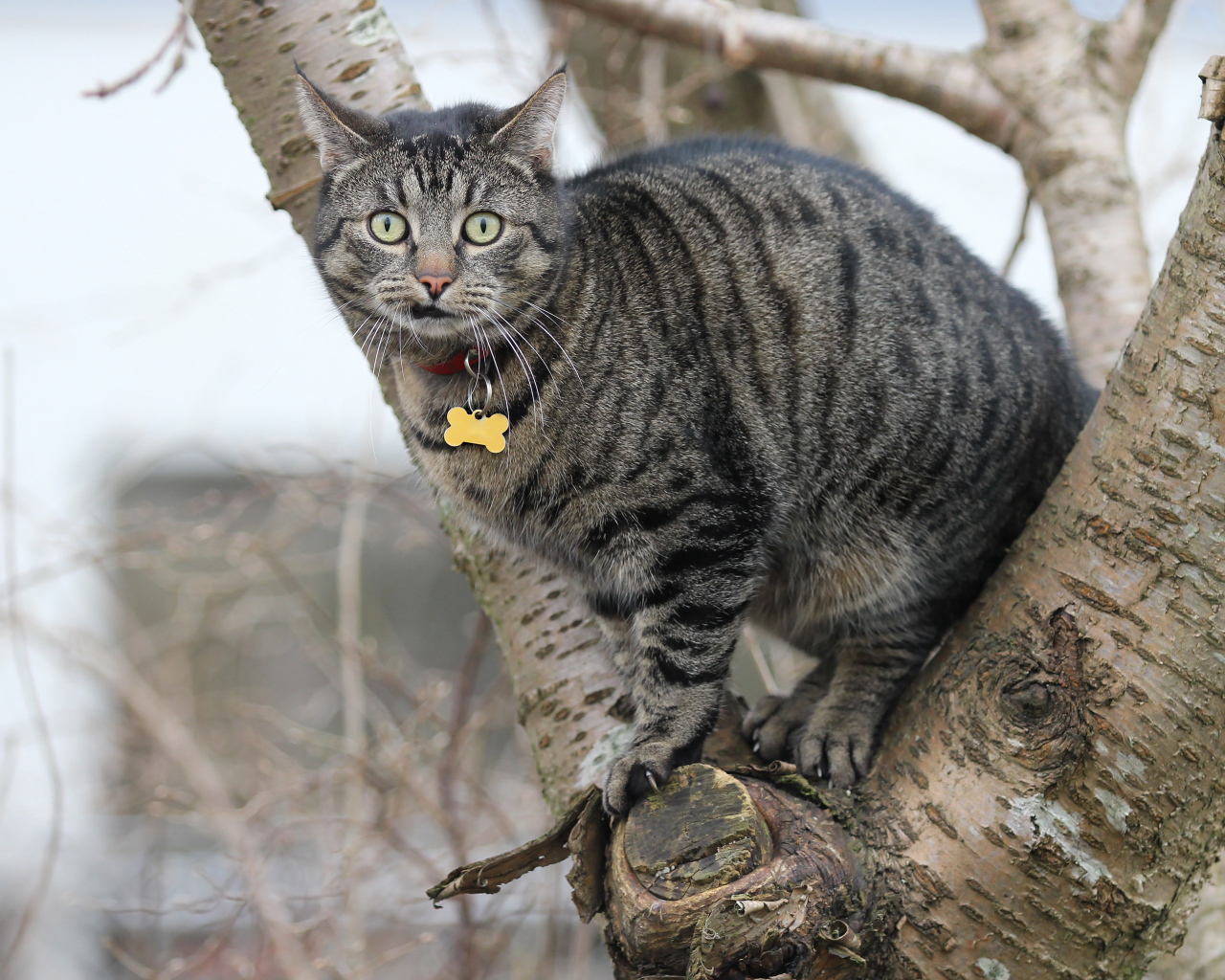 Испуганный серый кот сидит на дереве