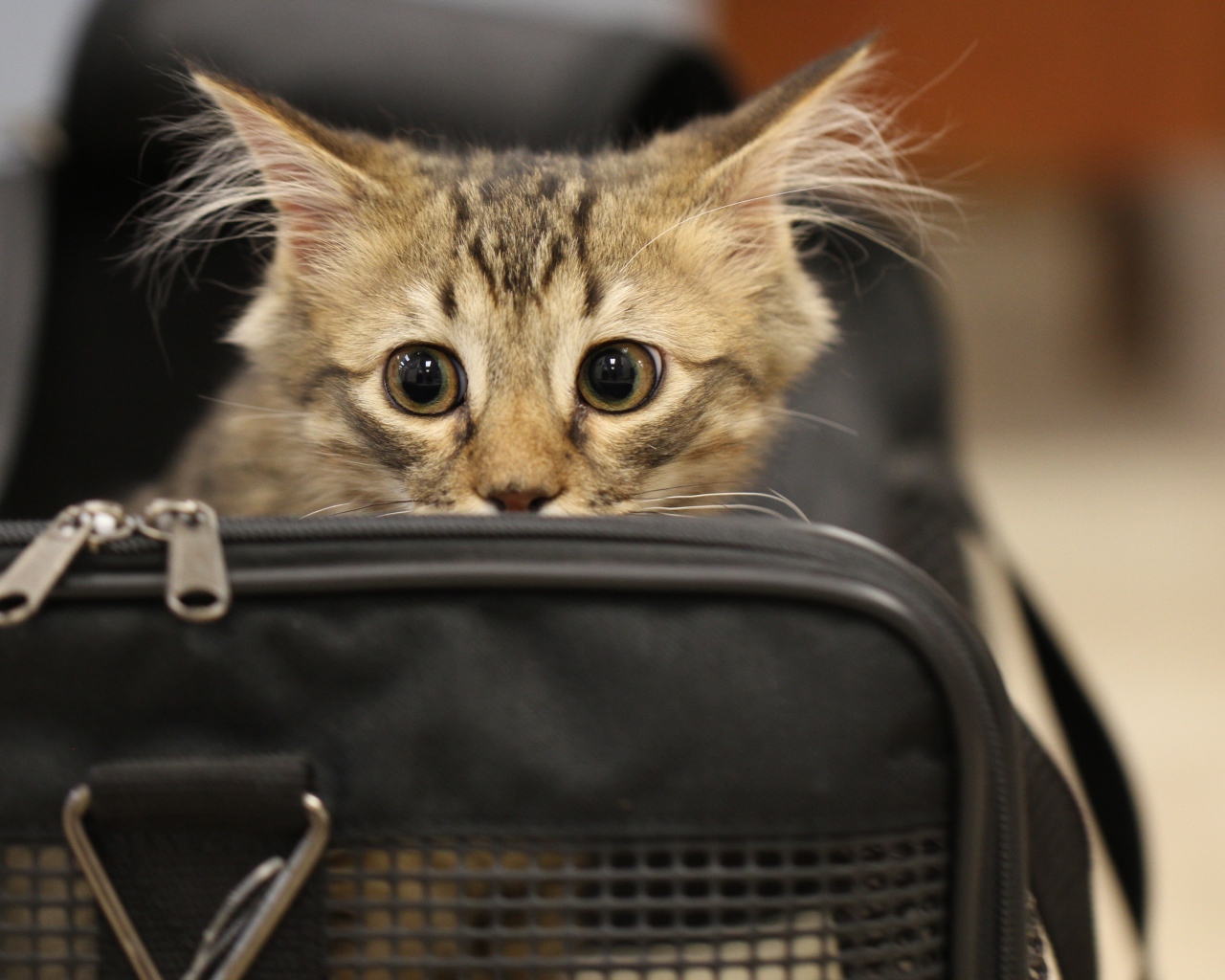 Испуганный серый котенок в черной сумке 