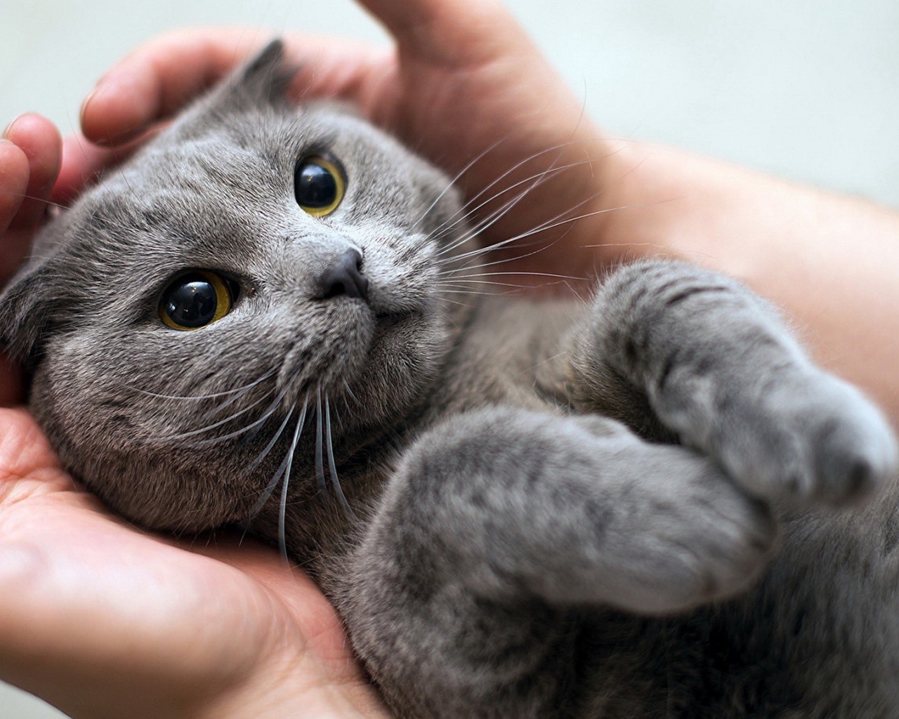 Серый кот британец лежит на руках у человека