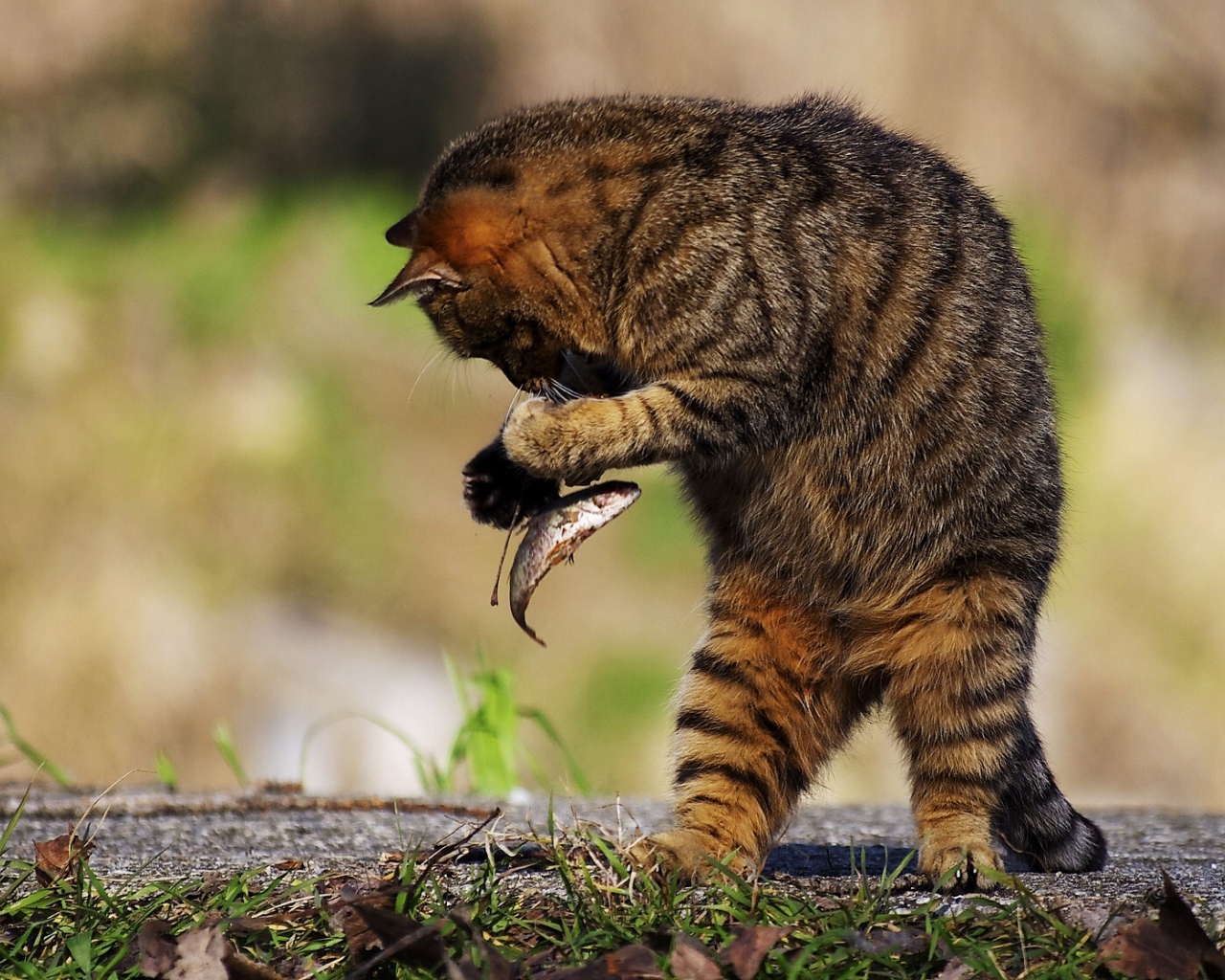 Серый кот поймал маленькую рыбу 