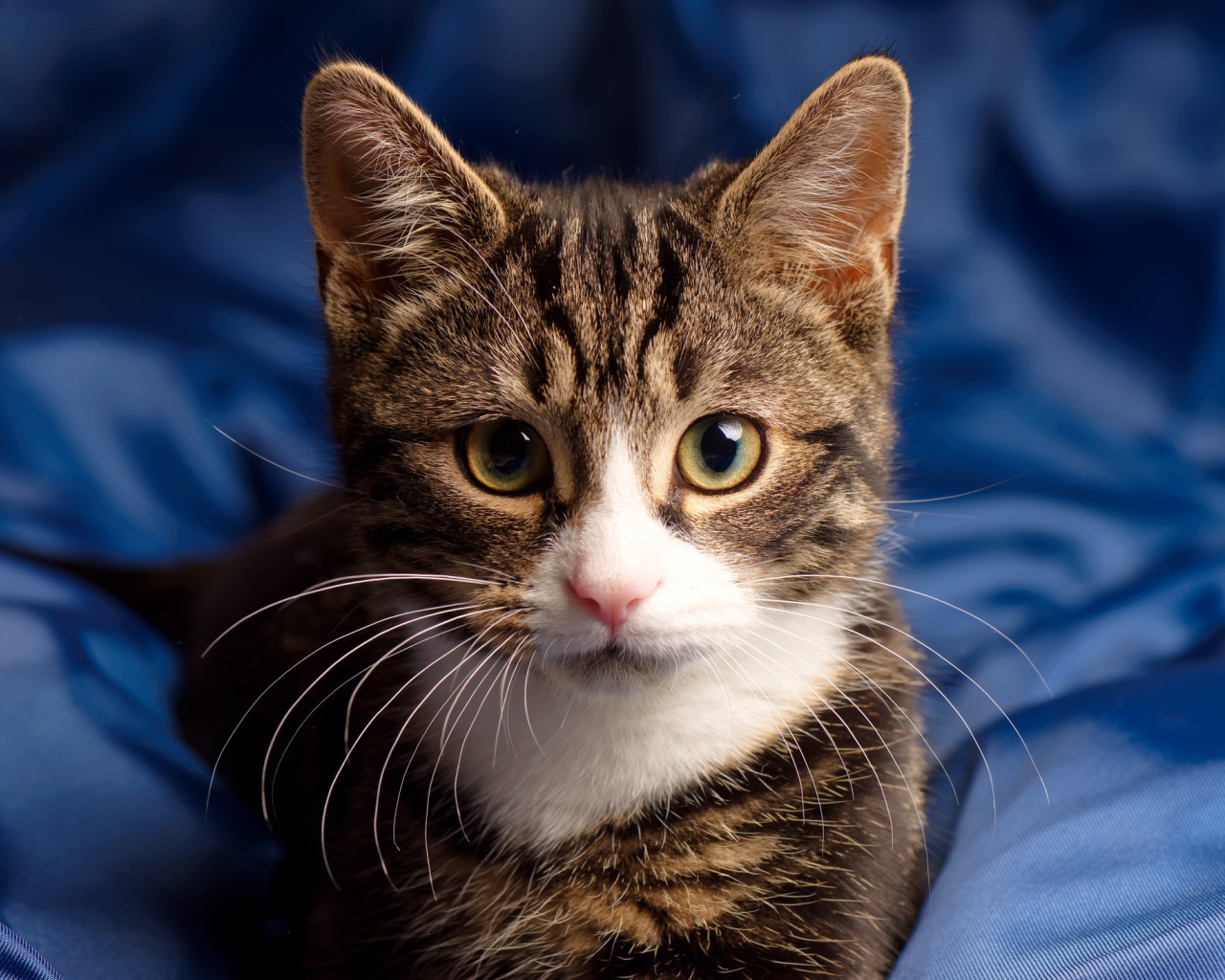 Серая кошка сидит на голубом покрывале 