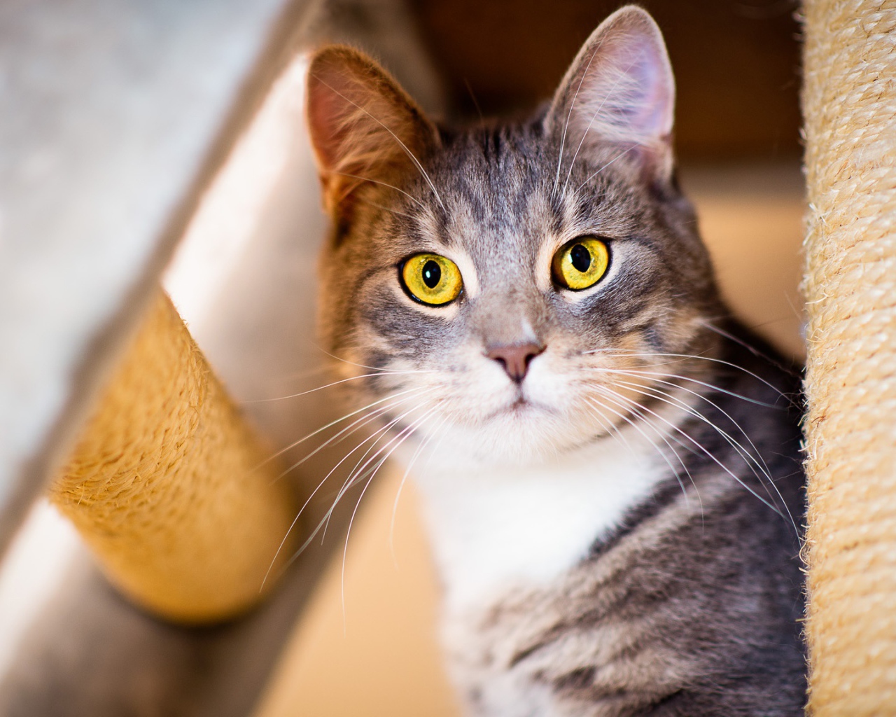 Взгляд серого кота с большими желтыми глазами