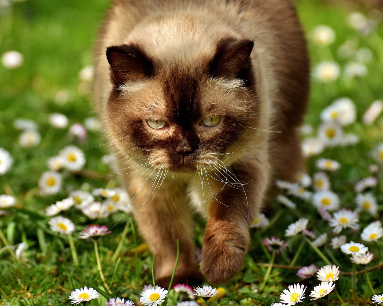 Большой сиамский кот идет по белым цветам маргариткам