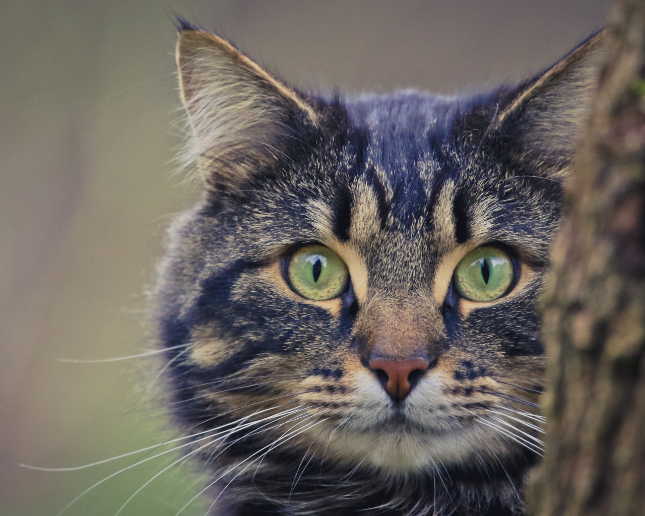 Большой серый кот выглядывает из - за дерева 