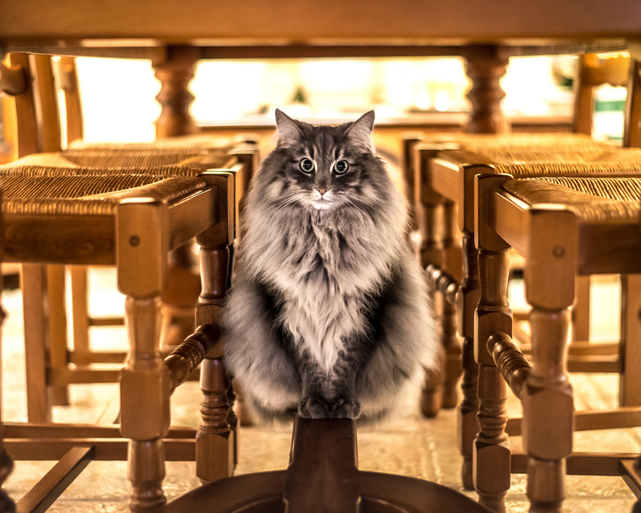 Большой серый кот сидит под столом 