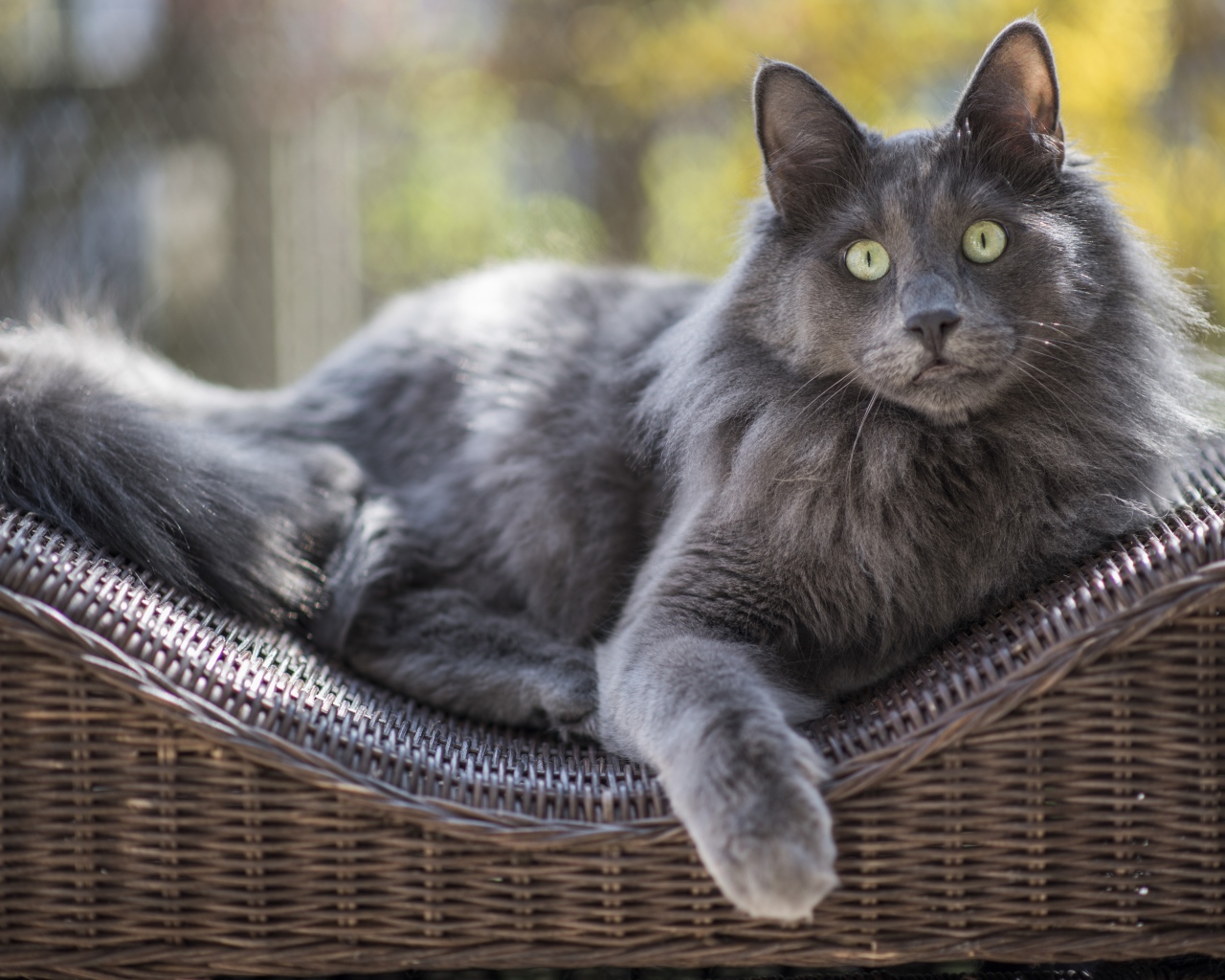 Большой зеленоглазый пепельный кот лежит на спинке кресла