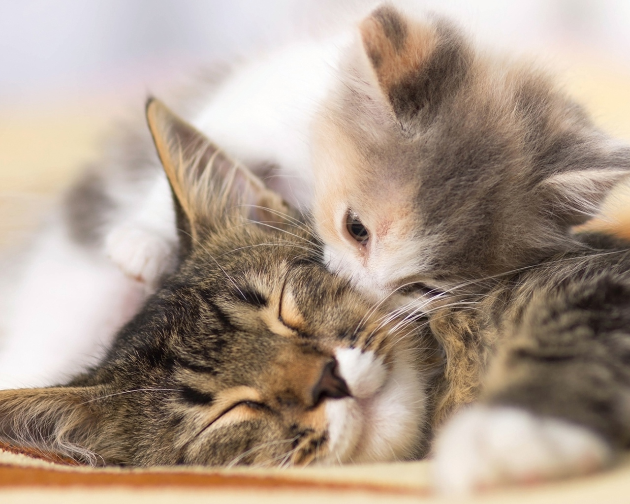 Маленький милый котенок целует свою маму